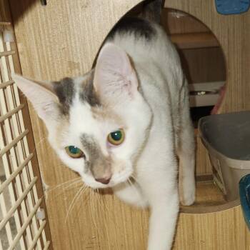 Tink 0404 -  Domestic Short Hair Cat Available for Adoption in Dallas, Texas - Tink 0404 | PetCurious