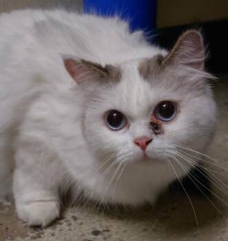 Mama -  Persian and Domestic Short Hair Cat for Adoption in Baraboo, Wisconsin - Mama | PetCurious