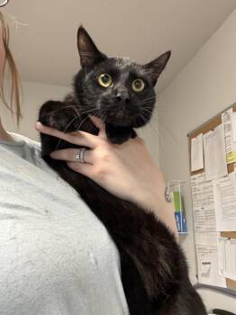 Rory -  Domestic Short Hair Cat for Adoption in Bolivar, Missouri - Rory | PetCurious