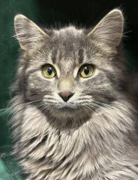 Tabby Cats Available for Adoption - Harlow | PetCurious