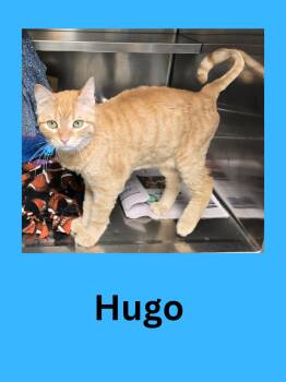 Rescue Domestic Short Hair Cats for Adoption in Ravenna, Ohio - Hugo | PetCurious