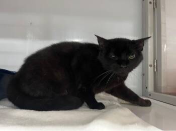 Domestic Short Hair Cats Available for Adoption in Raleigh, North Carolina - Stevland | PetCurious