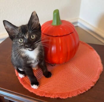 Rescue Domestic Short Hair Cats for Adoption in Prosper, Texas - Helen | PetCurious