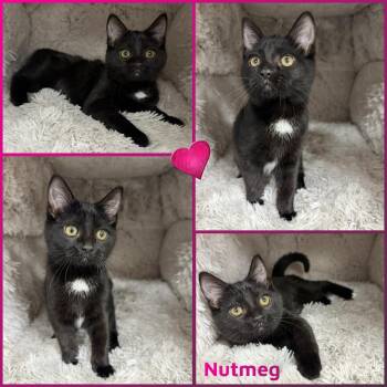Domestic Short Hair Cats Available for Adoption in Windy Hills, Kentucky - Nutmeg | PetCurious