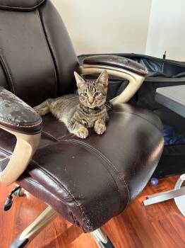 Rescue Domestic Short Hair Cats for Adoption in Mokena, Illinois - Mister Aster | PetCurious