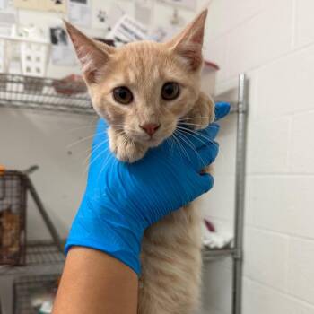 Lionel -  Domestic Short Hair Cat for Adoption in Edinburg, Texas - Lionel | PetCurious