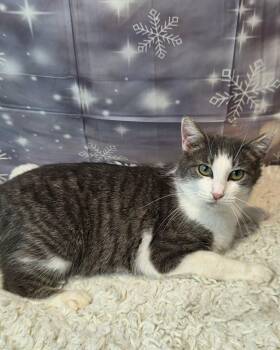 Tabby and Domestic Short Hair Cats Available for Adoption - Kirsche | PetCurious