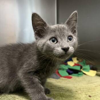 Mercury -  Domestic Short Hair Cat for Adoption - Mercury | PetCurious