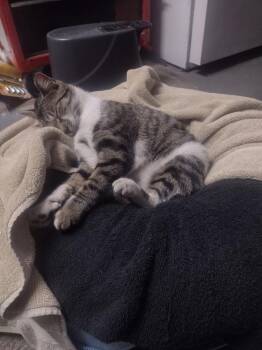 Domestic Short Hair Cats Available for Adoption in St. Cloud, Florida - Abigail | PetCurious