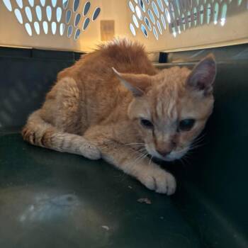 David Bowie -  Domestic Short Hair Cat for Adoption in Glenwood, Minnesota - David Bowie | PetCurious