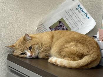 RUBERIOT -  Domestic Short Hair Cat for Adoption in Las Vegas, Nevada - RUBERIOT | PetCurious