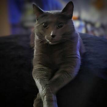 Domestic Medium Hair Cats Available for Adoption in Roanoke, Virginia - Maximus | PetCurious
