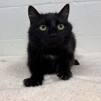 Domestic Short Hair Cats Available for Adoption in Lyndhurst, Virginia - Ebonite | PetCurious