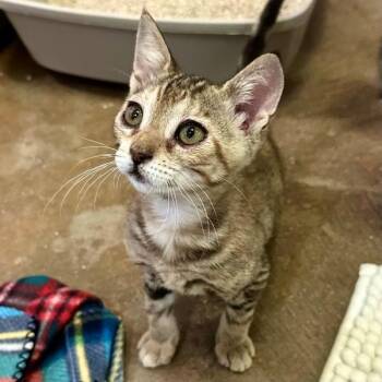 Opala -  Domestic Short Hair Cat for Adoption in Walnut Creek, California - Opala | PetCurious