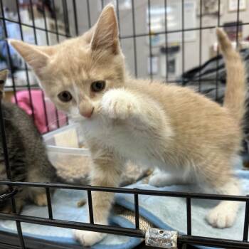 Domestic Short Hair Cats Available for Adoption - Firefly | PetCurious