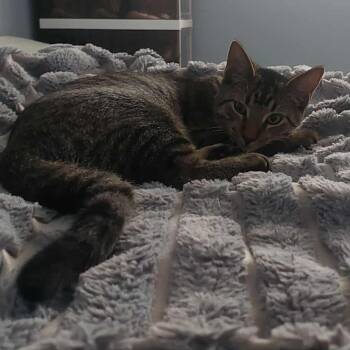 Rescue Domestic Short Hair Cats for Adoption in Evanston, Illinois - Beaker | PetCurious