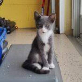 Rescue Domestic Short Hair Cats for Adoption in Winter Haven, Florida - Bobo | PetCurious