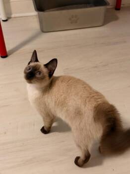 *Wyatt -  Domestic Short Hair Cat for Adoption in Newnan, Georgia - *Wyatt | PetCurious