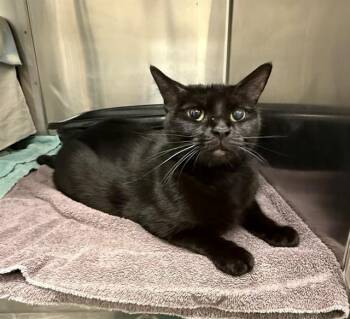 HASHBROWN -  Domestic Short Hair Cat for Adoption in Minneapolis, Minnesota - HASHBROWN | PetCurious