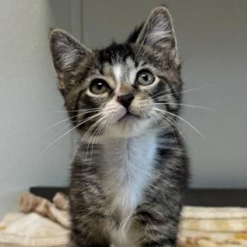 Posey -  Domestic Short Hair Cat for Adoption in Orland Hills, Illinois - Posey | PetCurious