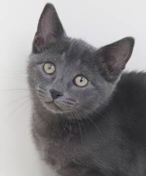 Morrigan is simply magic - Mushy and just wonderful -  Russian Blue Cat for Adoption in Bedford Hills, New York - Morrigan Is Simply Magic - Mushy And Just Wonderful | PetCurious