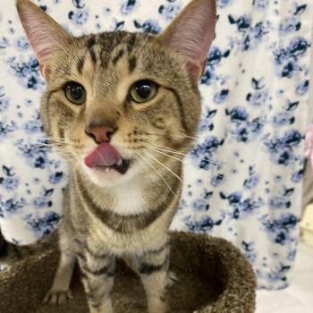 Domestic Short Hair Cats Available for Adoption in Puslinch, Ontario - Atlas | PetCurious
