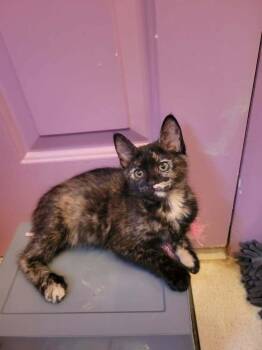Sula -  Domestic Short Hair Cat Available for Adoption in Candler, North Carolina - Sula | PetCurious