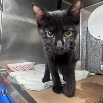 Waffle Cone -  Domestic Short Hair Cat for Adoption in Greenville, South Carolina - Waffle Cone | PetCurious
