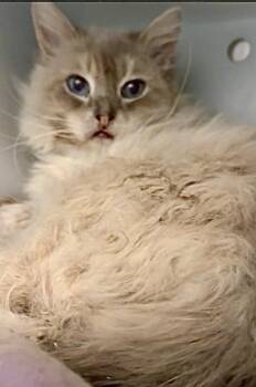 Ragdoll Cats Available for Adoption in West Palm Beach, Florida - Benny | PetCurious