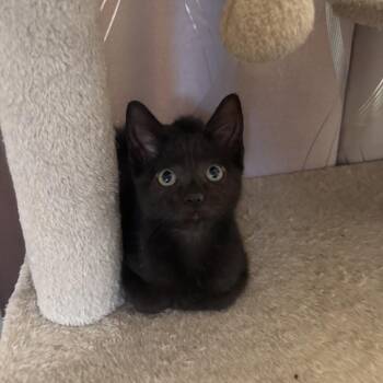 Nyx -  Domestic Short Hair Cat for Adoption in Port Richey, Florida - Nyx | PetCurious