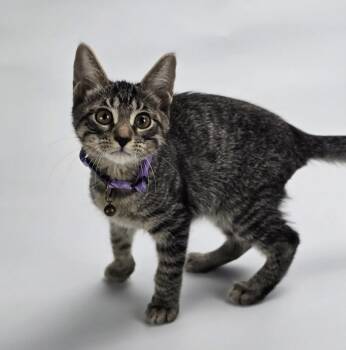 Funkytown -  Domestic Short Hair Cat for Adoption in Sedalia, Colorado - Funkytown | PetCurious