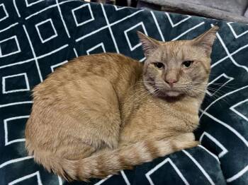 Domestic Short Hair Cats Available for Adoption - Ginger (Courtesy Post) | PetCurious