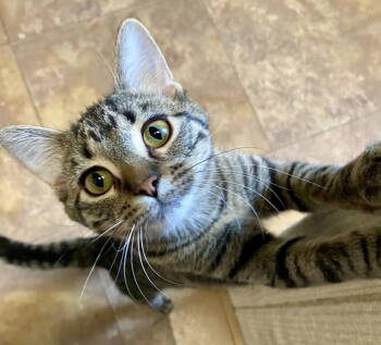 Rescue Domestic Medium Hair and Tabby Cats for Adoption in Fargo, North Dakota - Tia | PetCurious