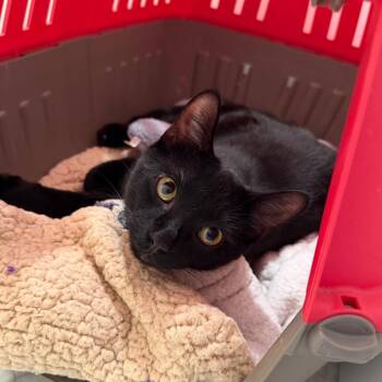Marlin -  Domestic Short Hair Cat for Adoption in New York, New York - Marlin | PetCurious