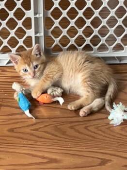 Domestic Short Hair Cats Available for Adoption in Walled Lake, Michigan - Goldfish (must Be Adapted With Cheez-It) | PetCurious