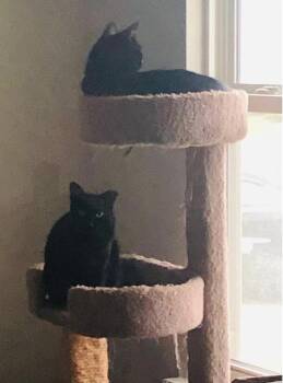 Rescue Domestic Short Hair Cats for Adoption in Cincinnati, Ohio - Frankie | PetCurious