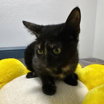 Lacey -  Domestic Short Hair Cat for Adoption in Clearwater, Florida - Lacey | PetCurious