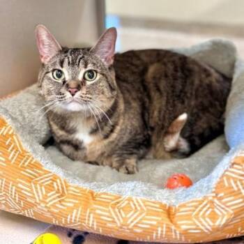 Olive -  American Shorthair Cat for Adoption in Hackensack, Minnesota - Olive | PetCurious