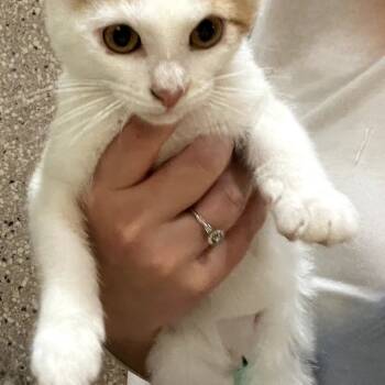 Rescue Domestic Short Hair Cats for Adoption in Layton, Utah - Butters | PetCurious