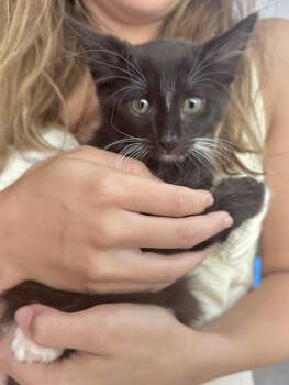 Bluebell Summer Special kittens -  Domestic Long Hair and Tuxedo Cat for Adoption in Houston, Texas - Bluebell Summer Special Kittens | PetCurious