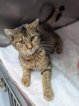 Rescue Domestic Short Hair Cats for Adoption in Mount Vernon, Ohio - Kibbey | PetCurious