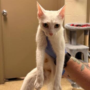 Piper -  Domestic Short Hair Cat for Adoption in Birmingham, Alabama - Piper | PetCurious