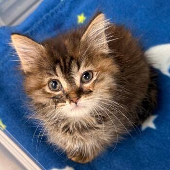 Venya -  Domestic Medium Hair Cat for Adoption in Evansville, Indiana - Venya | PetCurious