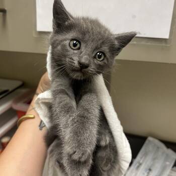Jasmine 1936 -  American Shorthair Cat for Adoption in Columbus, Georgia - Jasmine 1936 | PetCurious