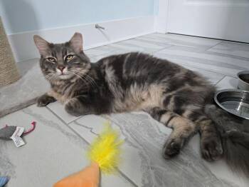 Theo -  Domestic Long Hair Cat for Adoption in Emerald Isle, North Carolina - Theo | PetCurious