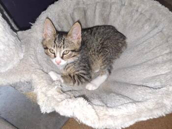 Franklin -  Domestic Short Hair Cat for Adoption in Coldwater, Michigan - Franklin | PetCurious