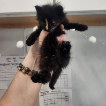 Gladys West -  Domestic Long Hair Cat for Adoption in Pullman, Washington - Gladys West | PetCurious