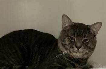 Domestic Short Hair Cats Available for Adoption - GIBSON | PetCurious