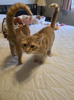 Chester Purrington -  Domestic Short Hair Cat for Adoption in Chandler, Arizona - Chester Purrington | PetCurious