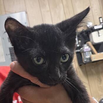 Doctor -  Domestic Short Hair Cat for Adoption in Leander, Texas - Doctor | PetCurious
